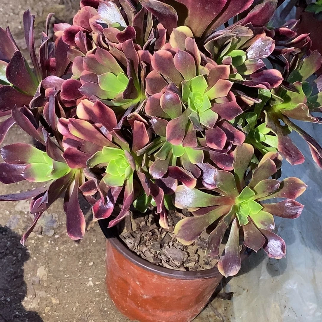 723欧佳丽多肉植物无售后