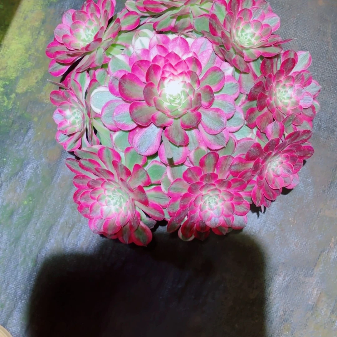 云南多肉植物孔雀翎