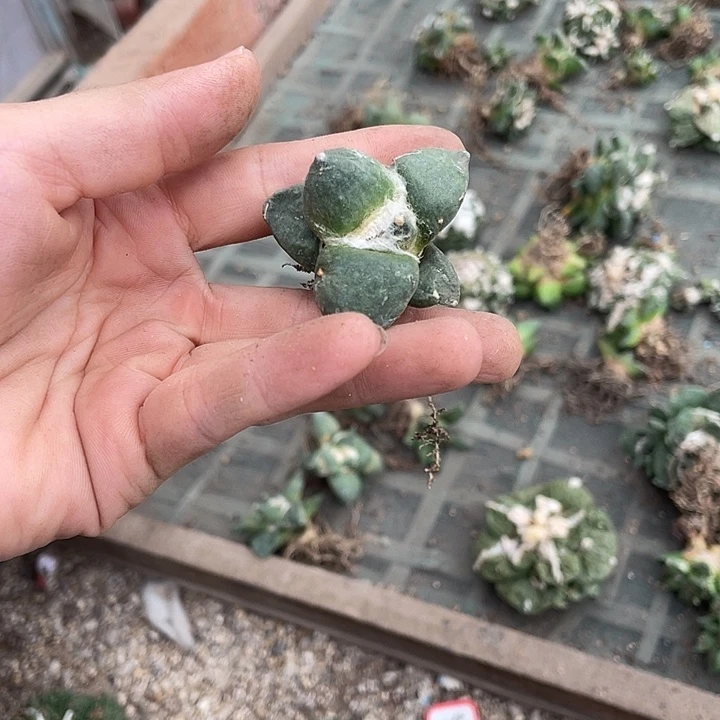 玛***卡自根蛋尤瑕疵特价不退换货
