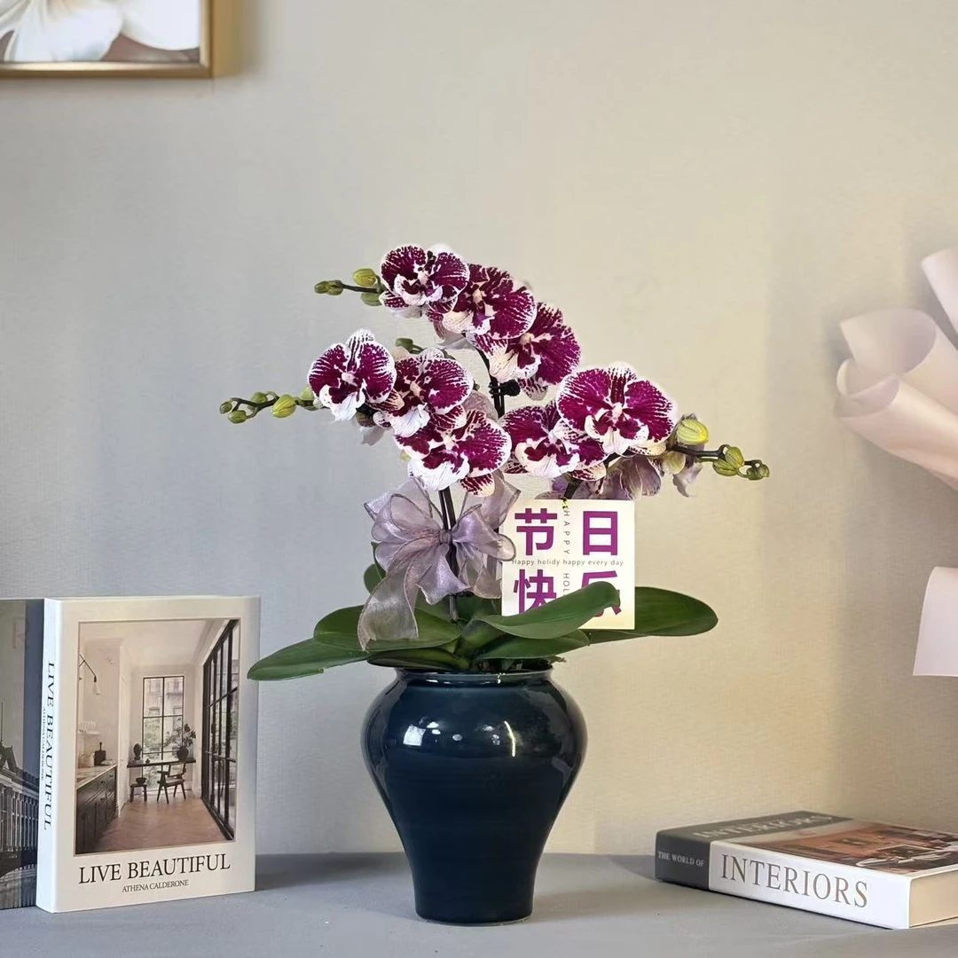 蝴蝶兰《柏图斯petrus》稀有高级系蜡质花 花期长 好养耐养基地直发