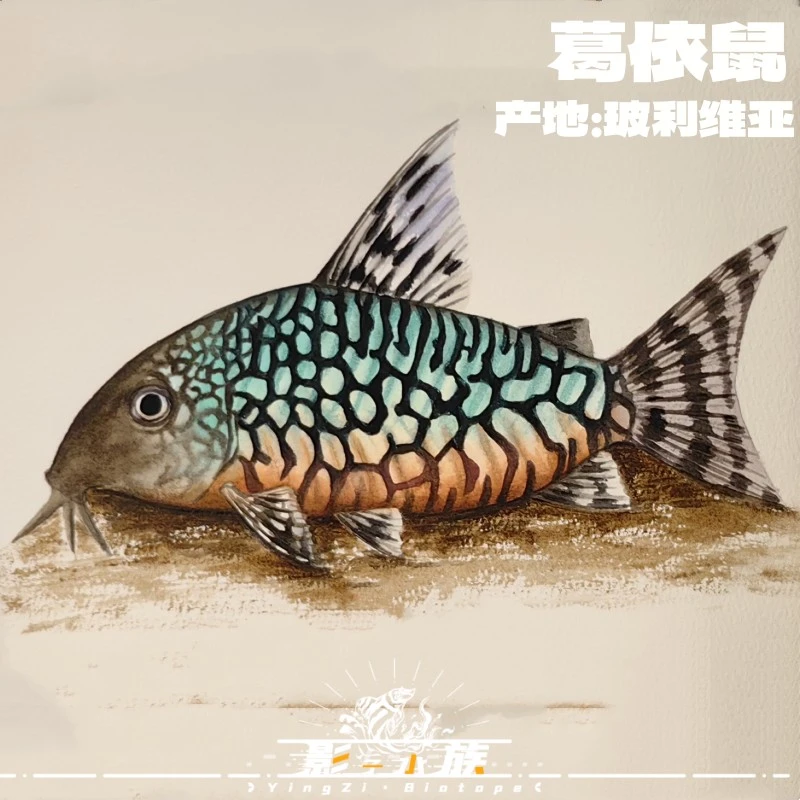 【影子水族】潘塔纳尔鼠鱼 葛衣鼠 满花  微花