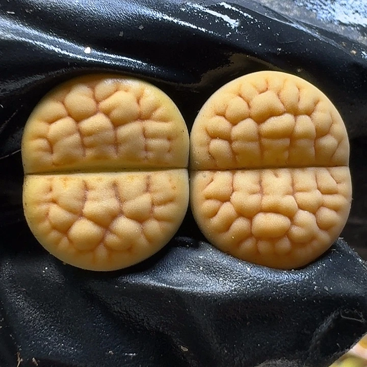 生石花1111111。   359
