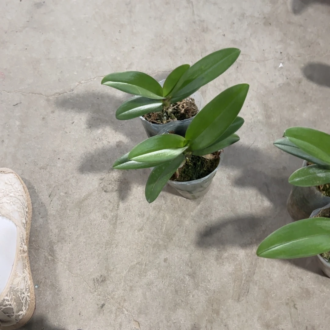 当前无花栽培后可以开花3寸刘氏樱花