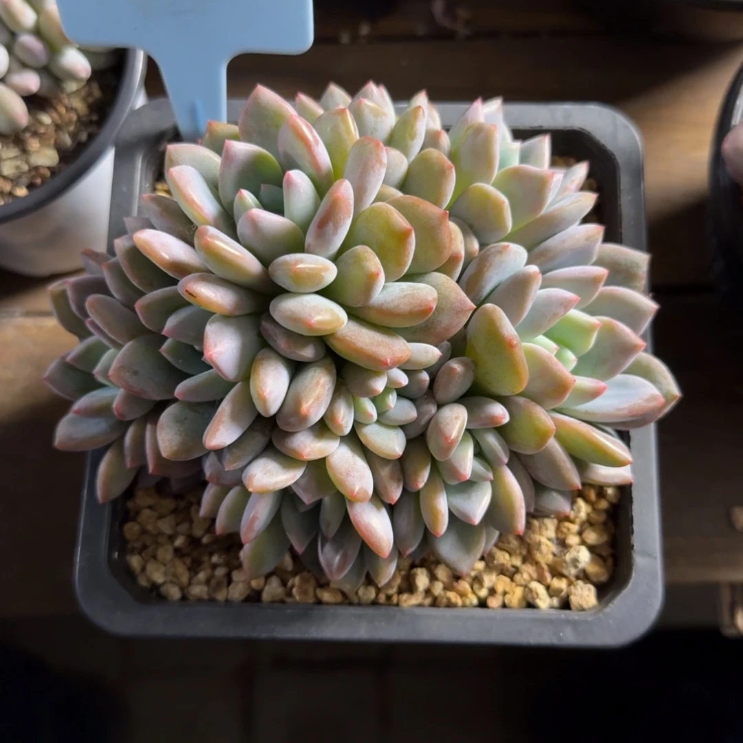 奥橙11111111111111111111