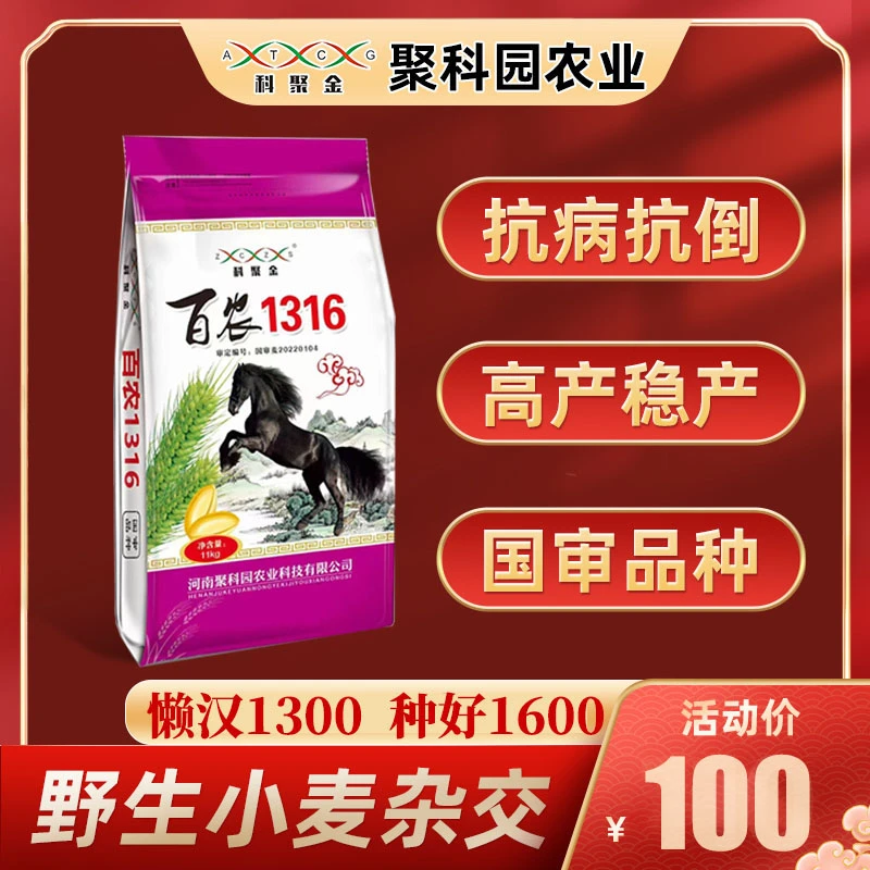 【国审 百农1316】抗病抗倒分蘖好高产稳产优选小麦耐寒杂交种业