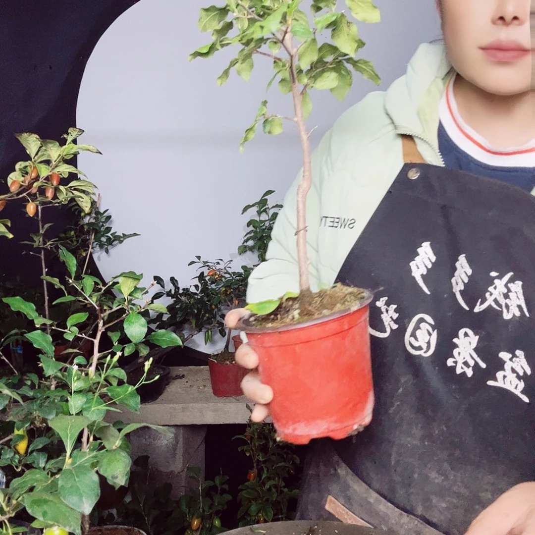 无花朵老鸦柿一物一拍