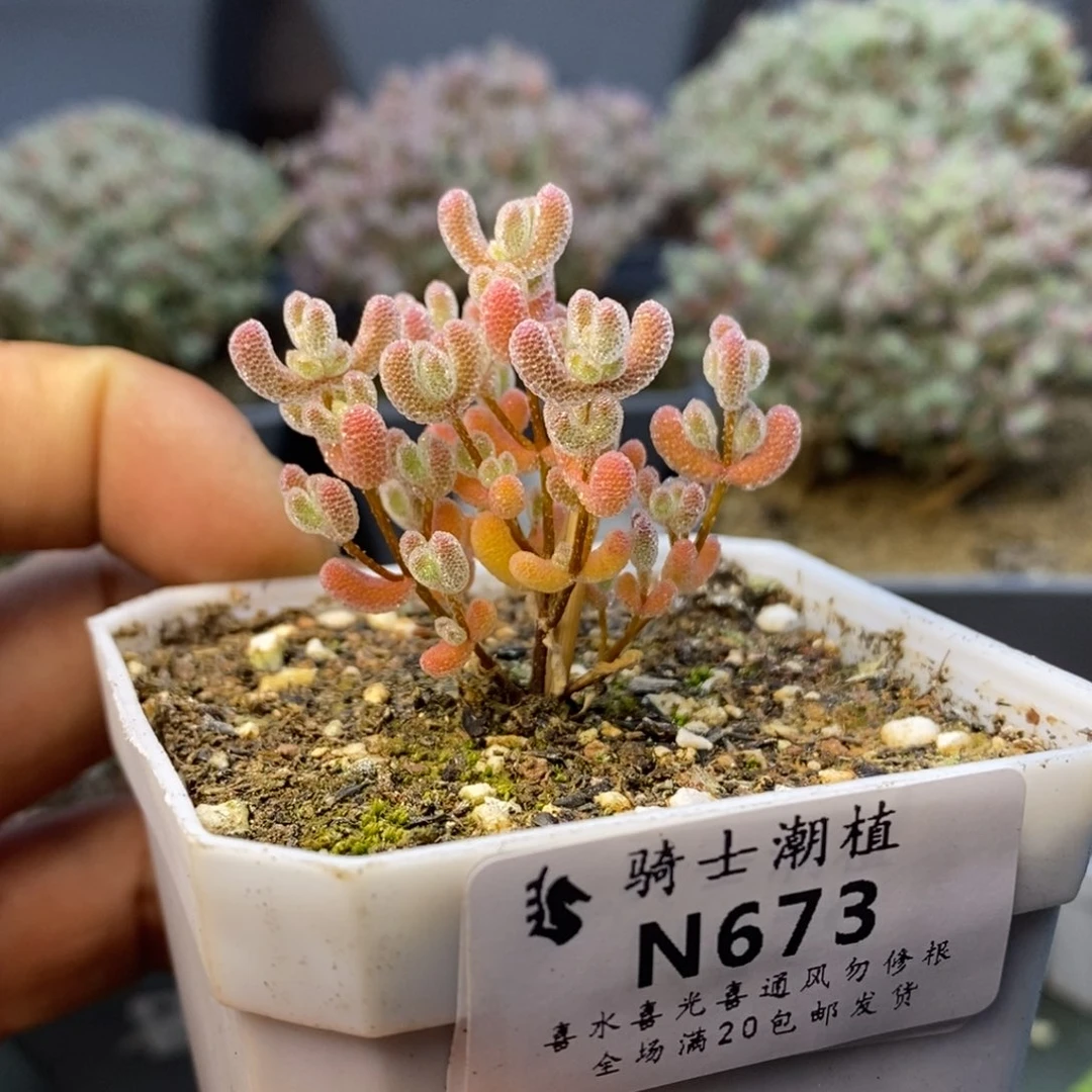 673实生精控优选冰晶