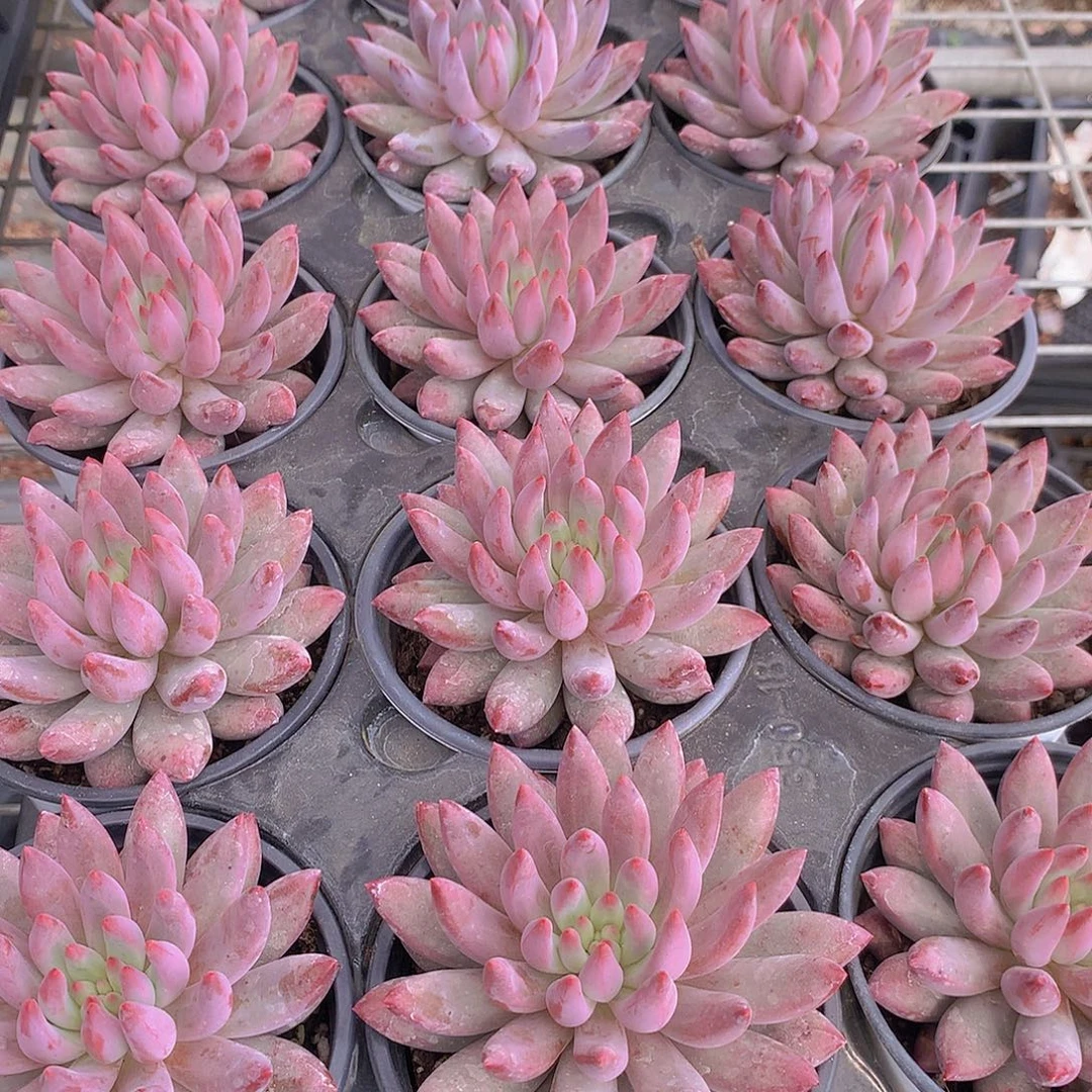 红体虞美人34456788899