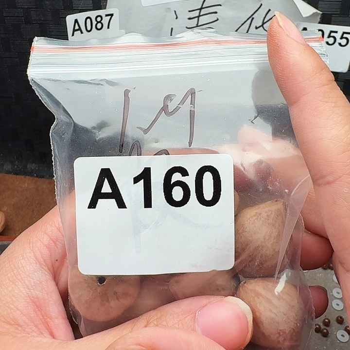 半***闲橄榄核手串/手链橄榄