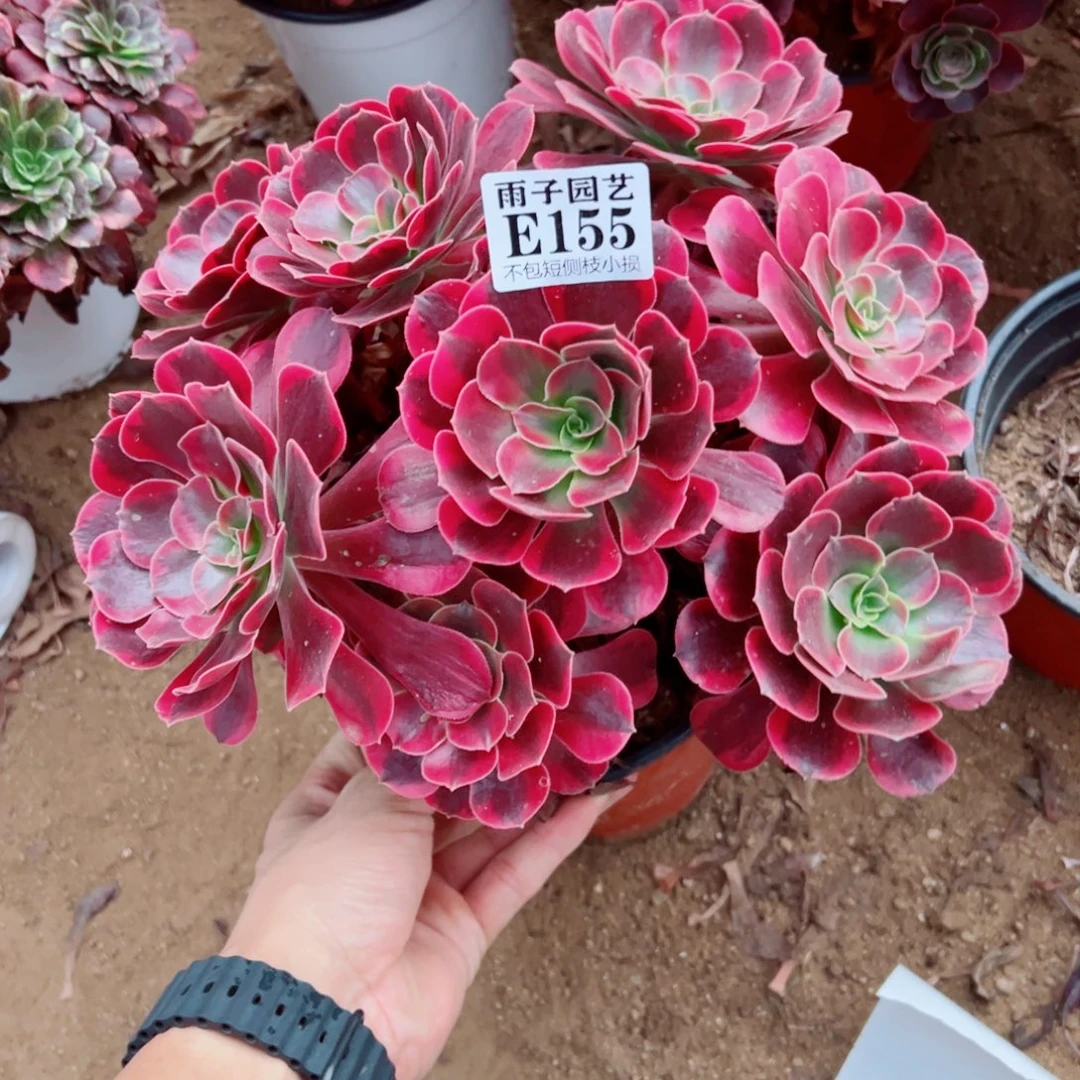 美杜莎法师155号宽20