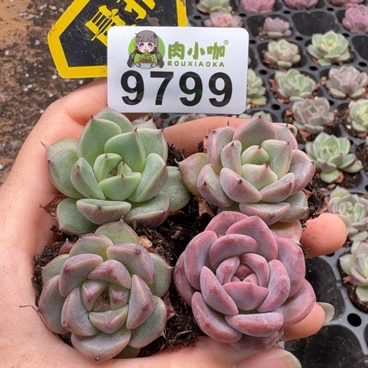 当前无花朵，栽培后可花朵多肉植物多肉植物