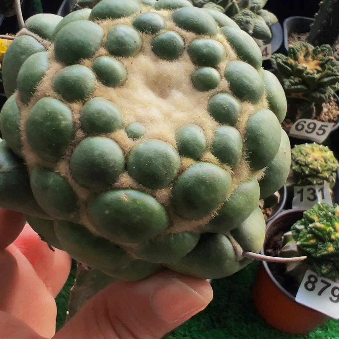 无花朵福利无刺象牙微瑕疵688