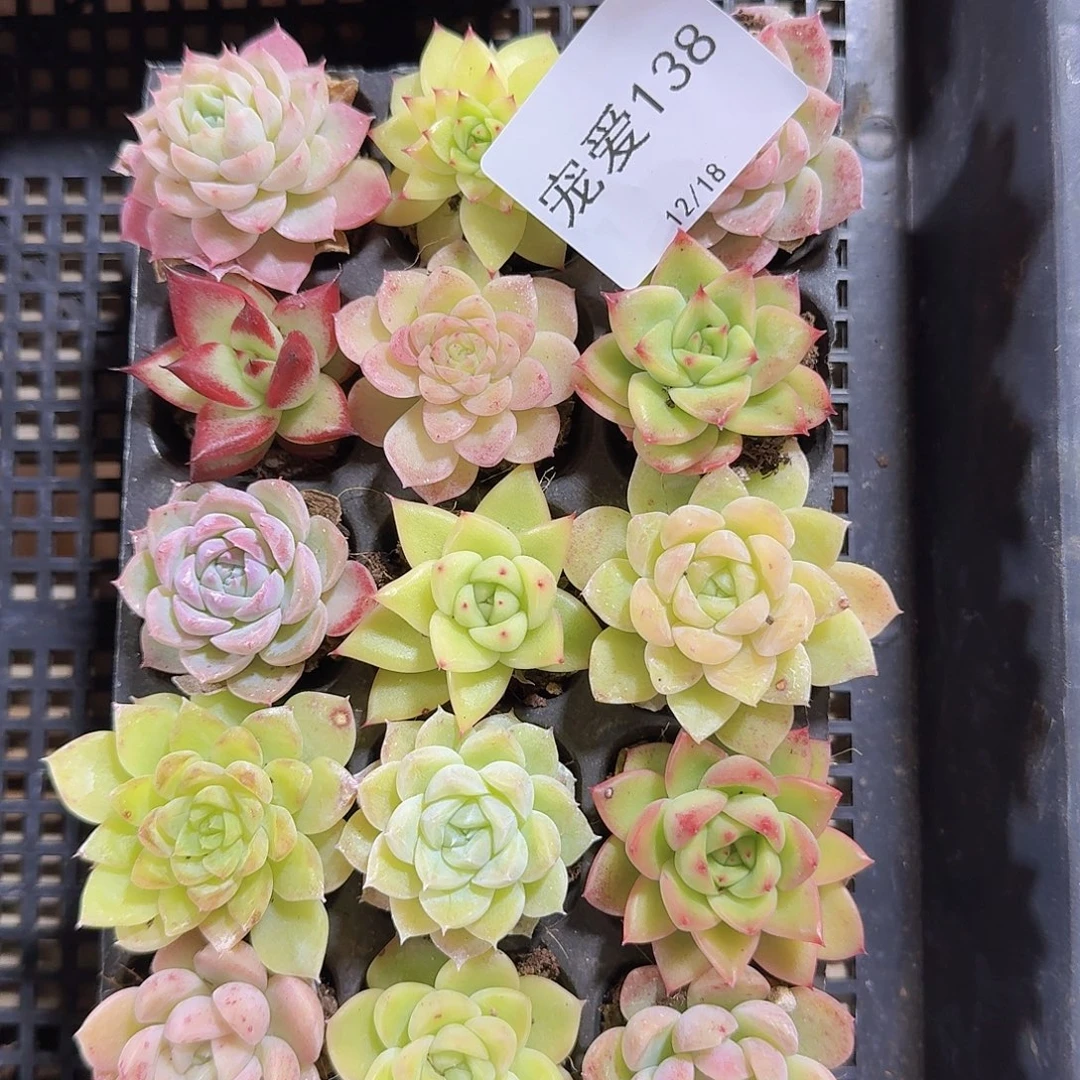 直播福利一物一拍138