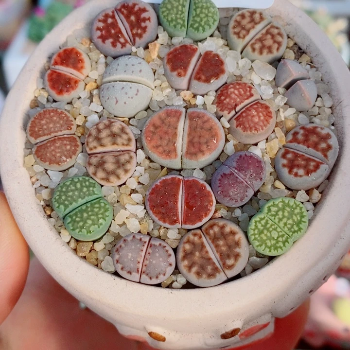 生石花花花花花花花984