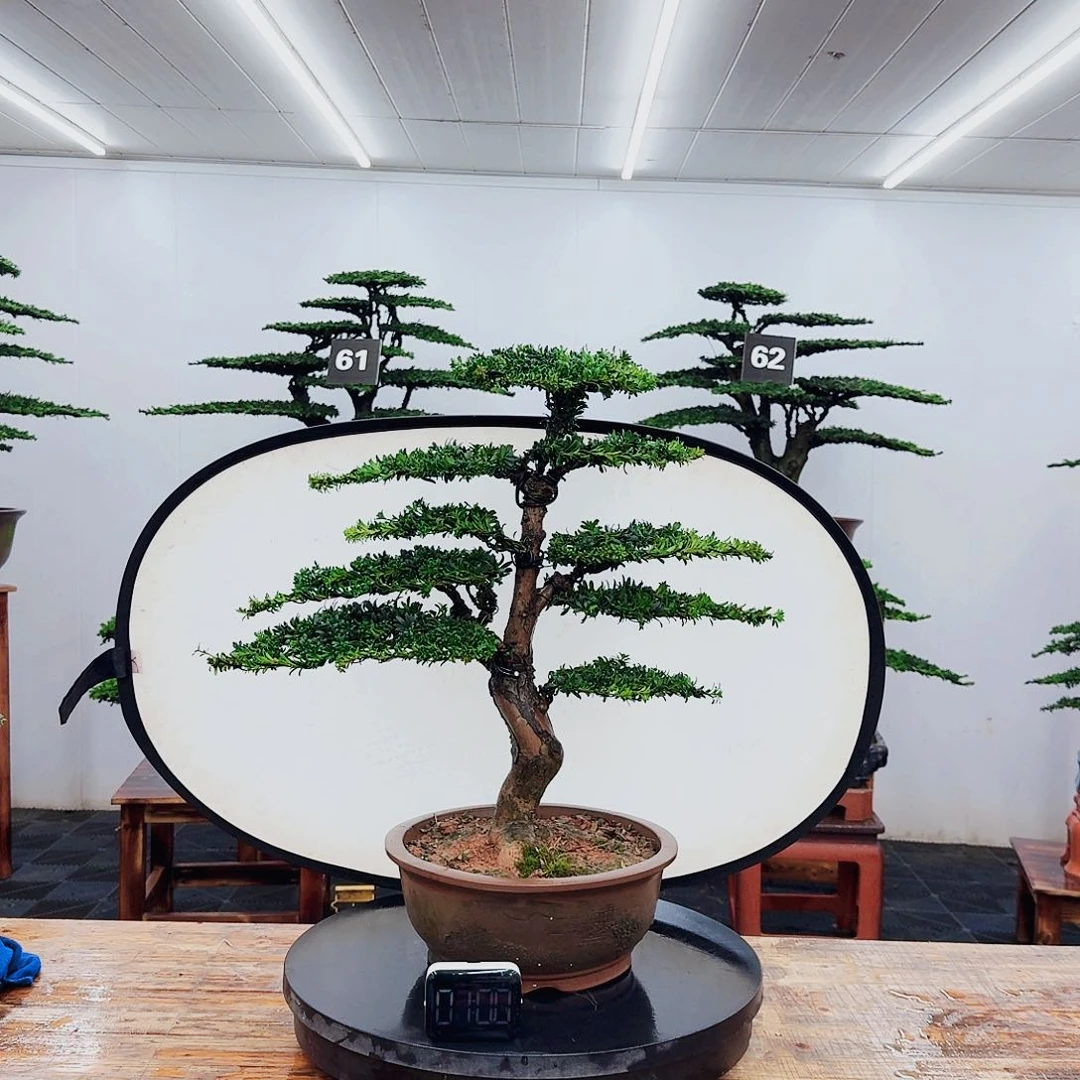 无花朵000000000000