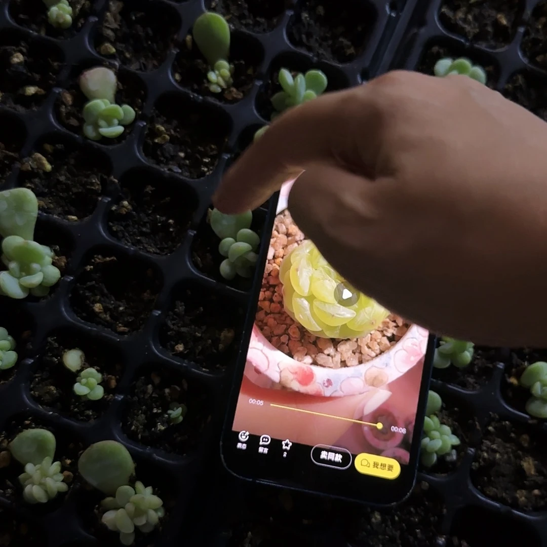 青梅甜心中苗穴一个满25包邮