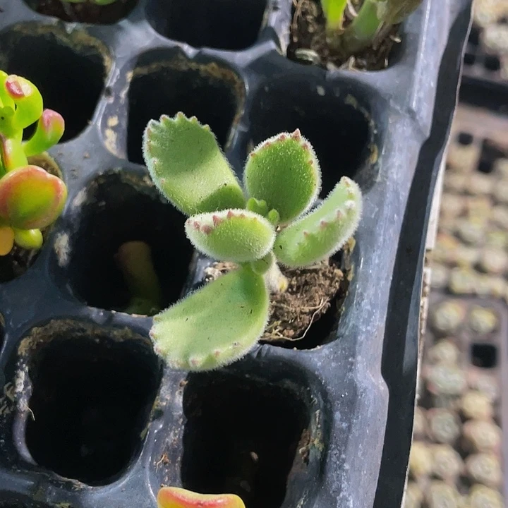 小绿熊1元带土发