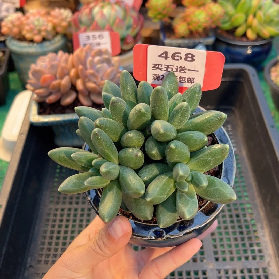 表妹精品多肉植物468.