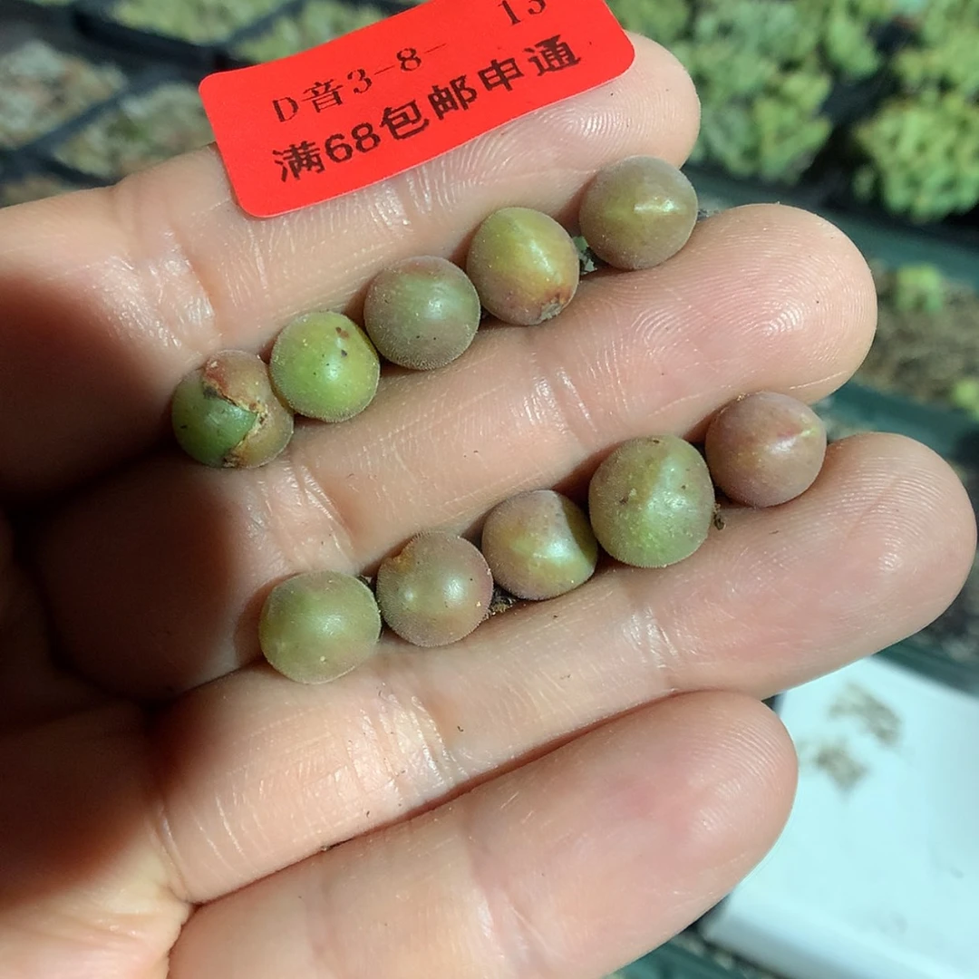 【闪购商品】3-8-13 空蝉苗10棵80王子