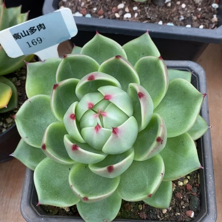 D169- 有伤福利 蓝龙