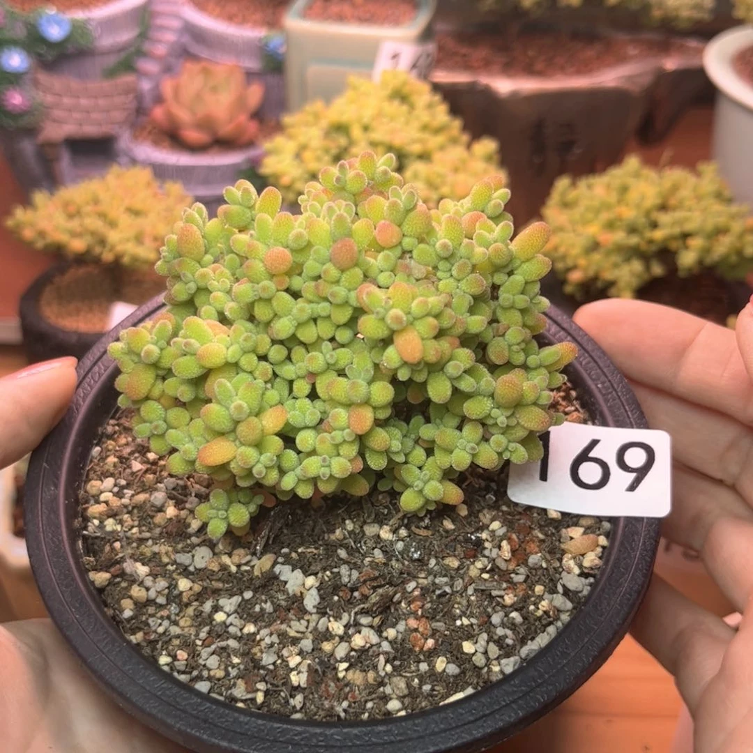 169金桔可爱多肉植物