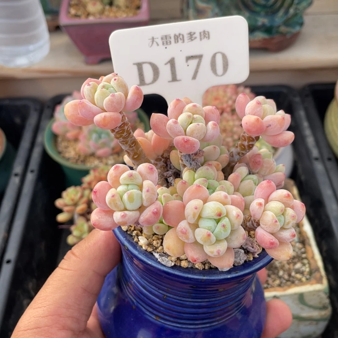 170罗琦不带盆9厘米