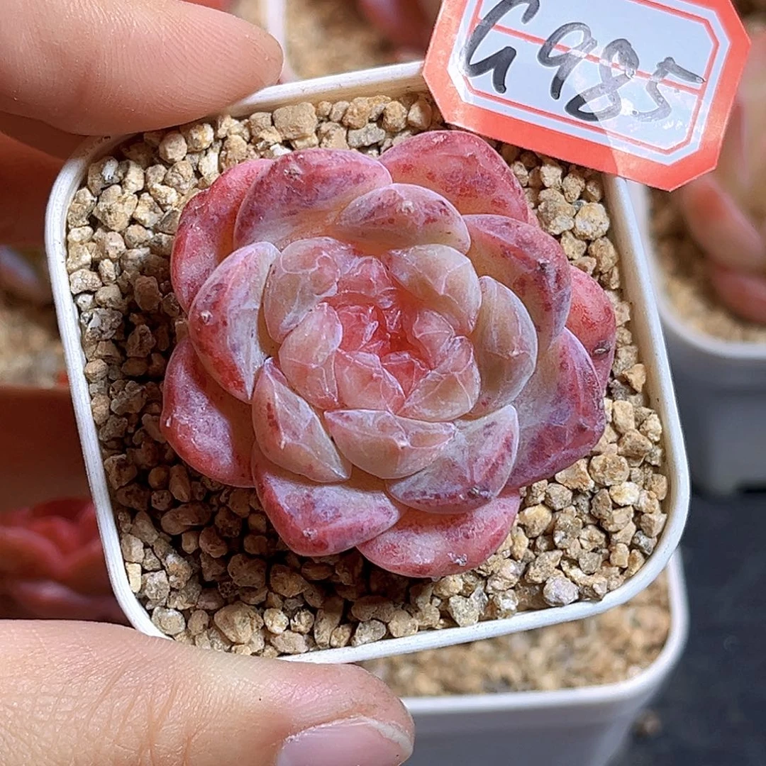 G985  新品珍妮满18包邮