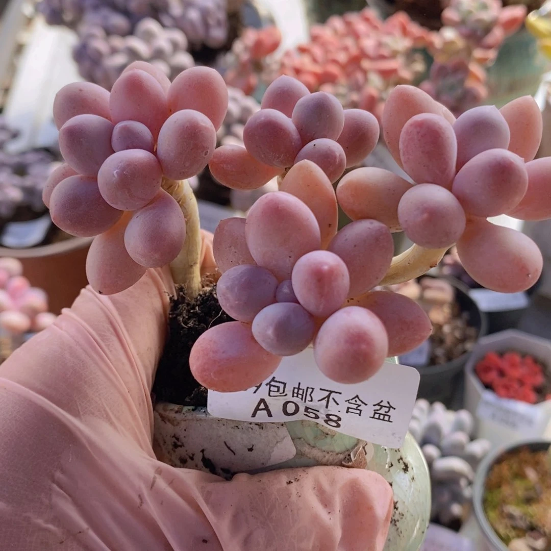 香水手指奶老桩10cm058多肉植物