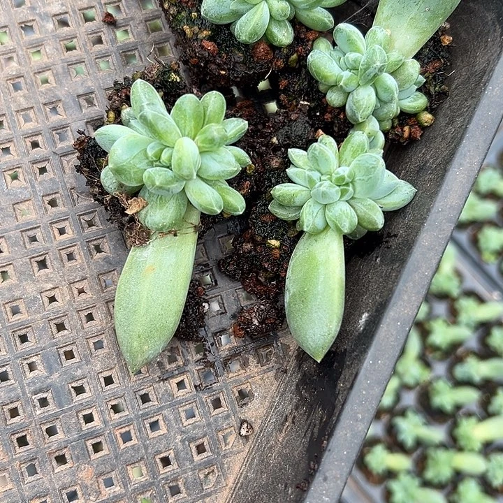 钲****）重楼群生多肉