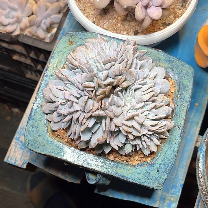 多肉植物一物一拍