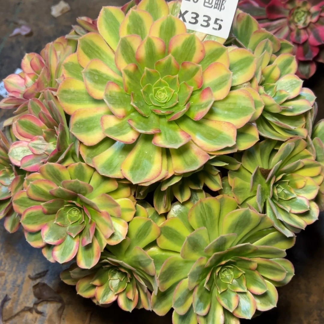 335雨荷，满20包邮嘟叮熊