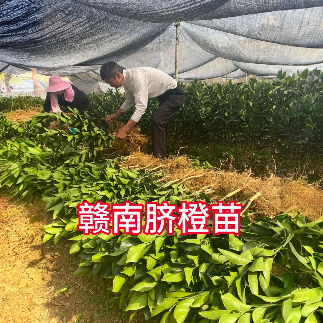 正宗赣南脐橙嫁接苗