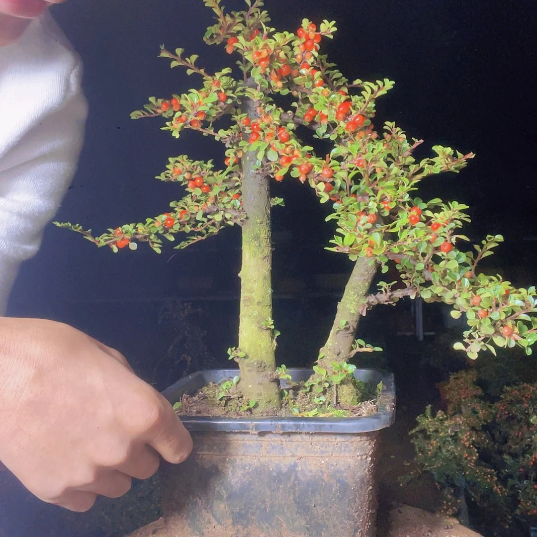 无花朵荀子盆景园区