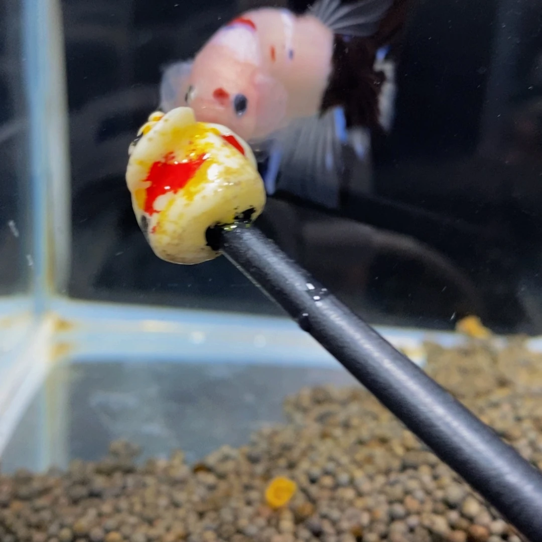 斗鱼364巨斗11111