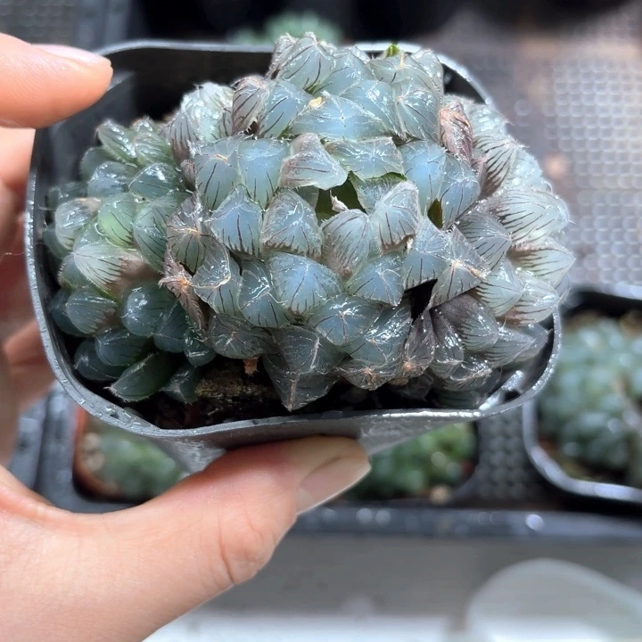 大窗蓝镜玉露群多肉植物