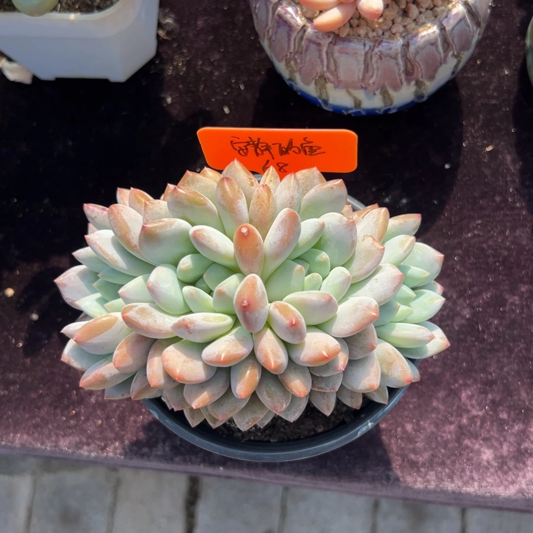 安****半夏1111111111111