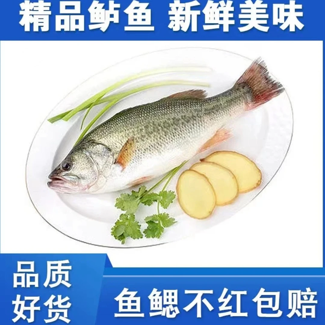 生猛淡水鲈鱼