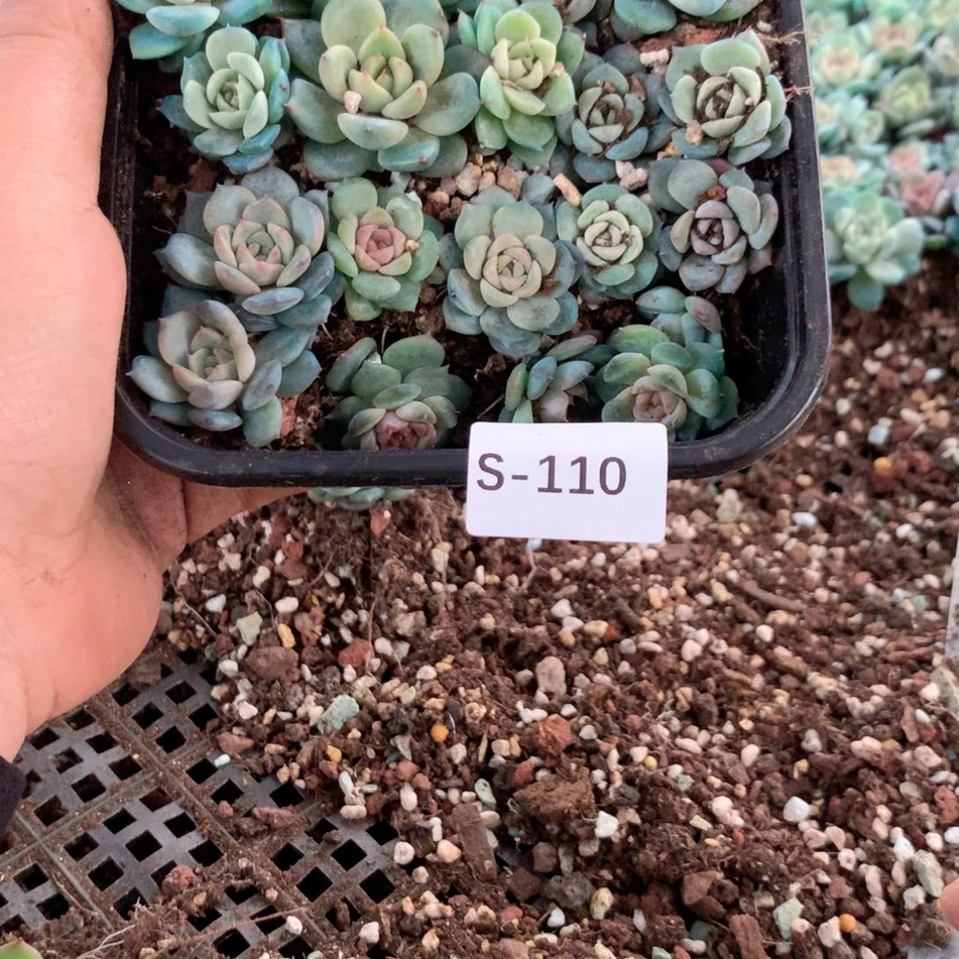 无花朵S110英语英语