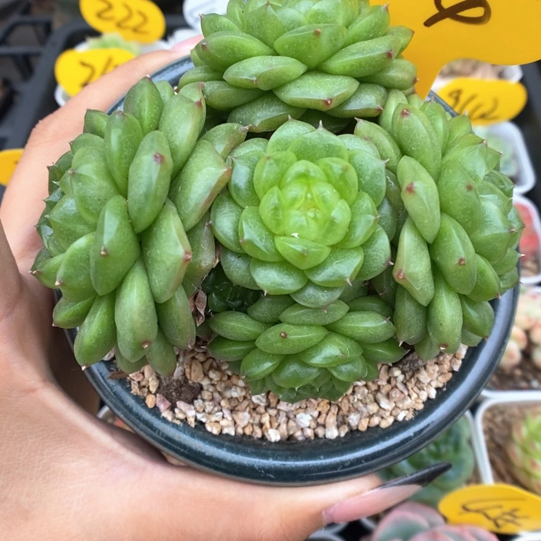 灯泡珍妮群生974号。