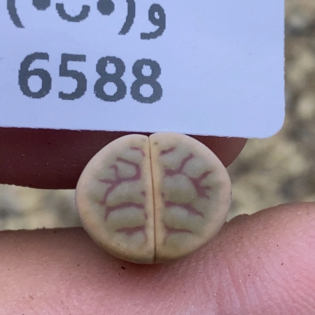 6588。18包邮.当天凑哦。新疆西藏88包邮