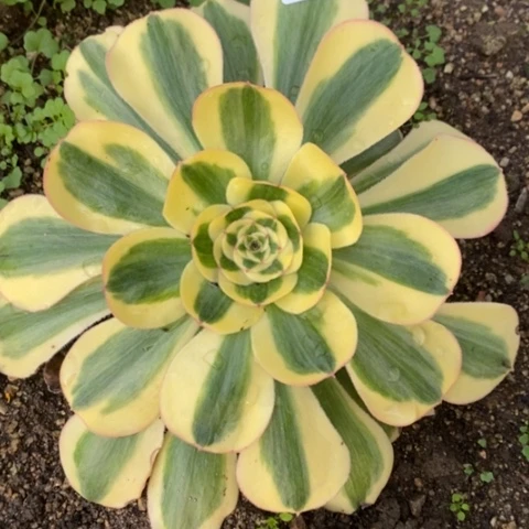 700王妃满25包邮多肉