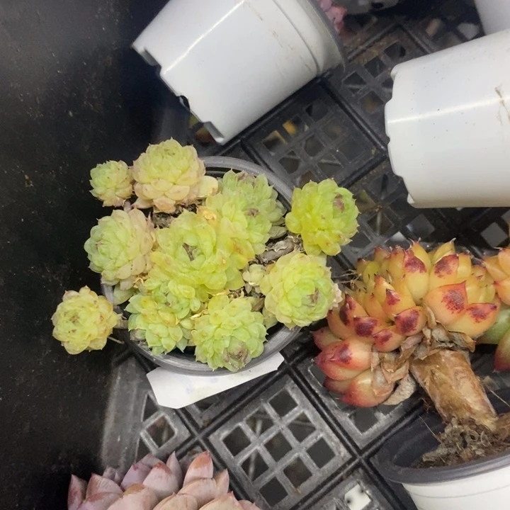 西**心一物一拍羊脂球多肉167