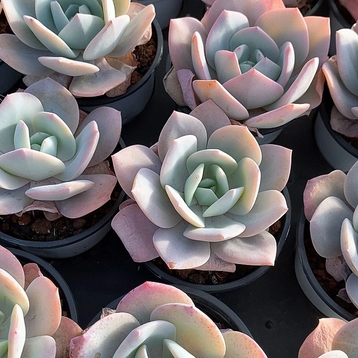 131。国版奶茶。福利多多