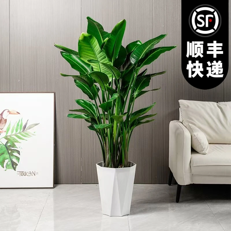 【送货上门】1.4-1.6米天堂鸟盆栽花卉绿植室内好养活净化空气网红
