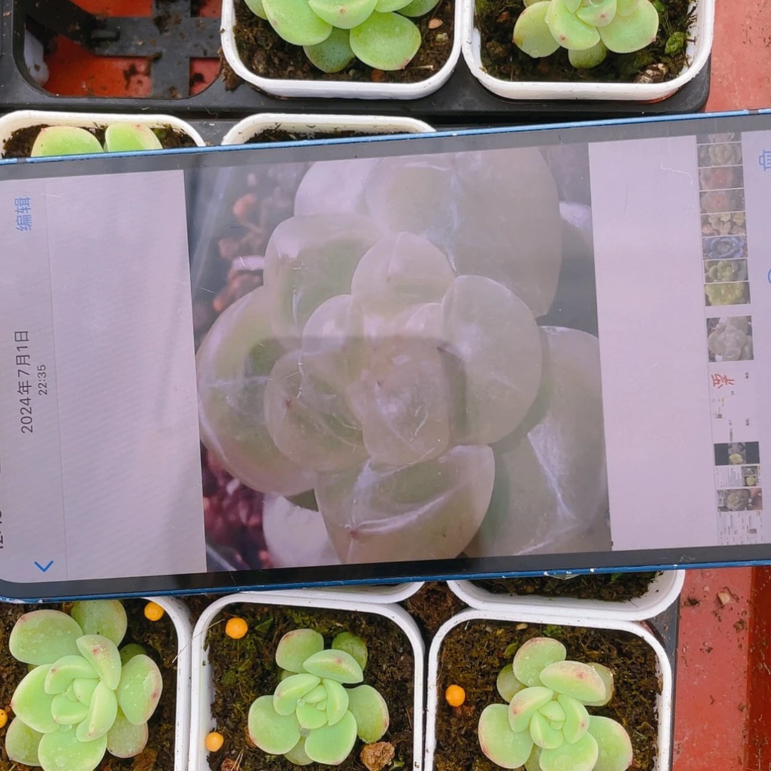 钻石珍妮4号中盆一个满25包邮