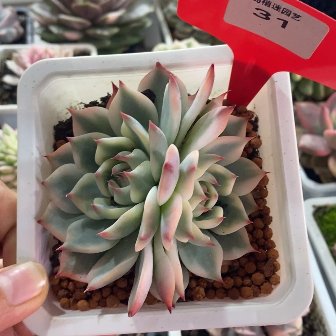 双头吉娃娃锦多肉植物