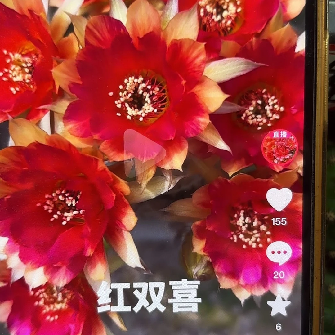 红双喜丽花侧牙20包邮41