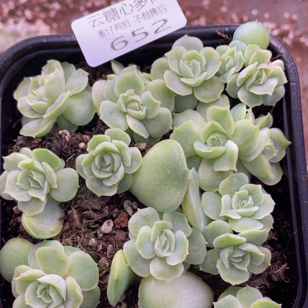 云糖心多肉植物652