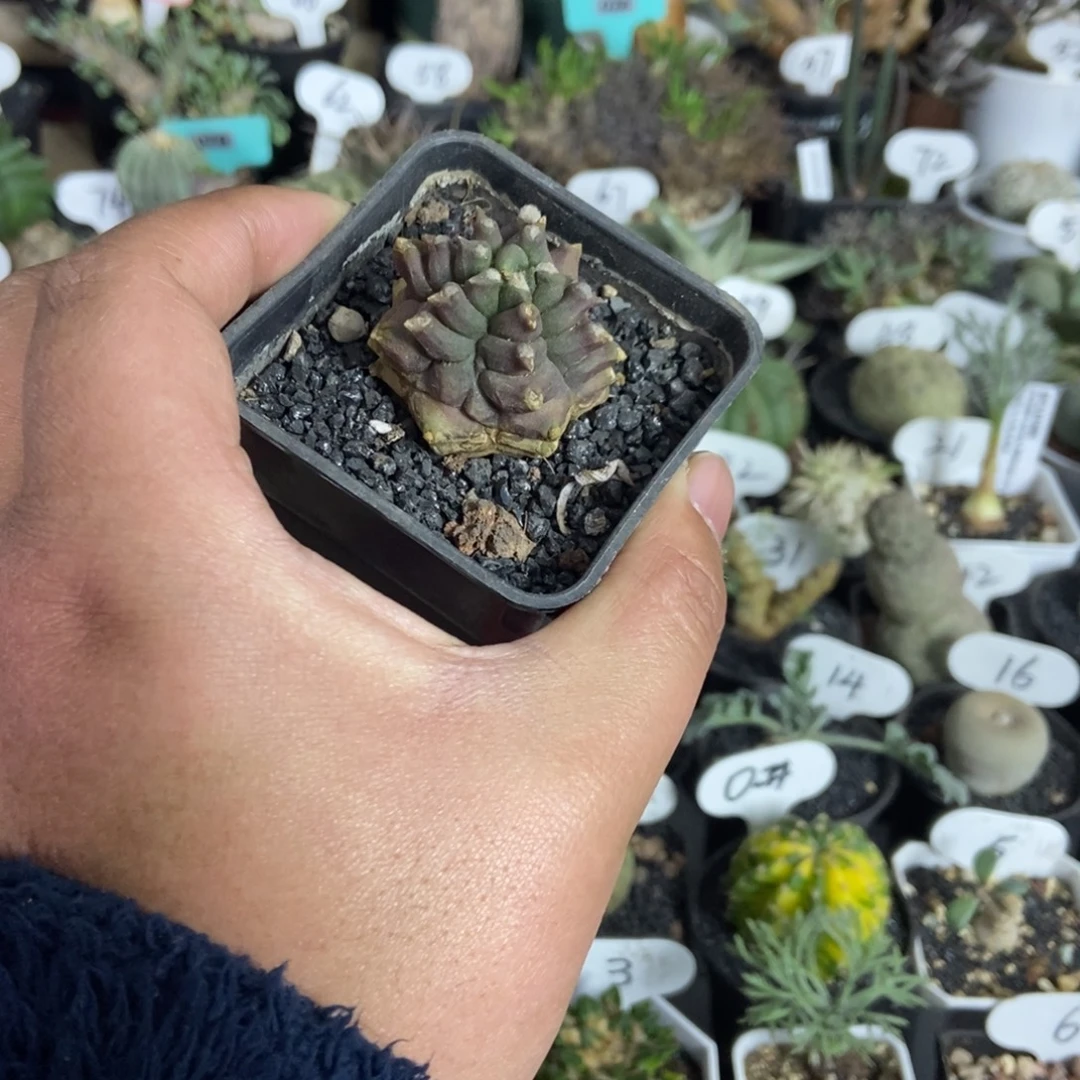 翠皇冠石化一物一拍