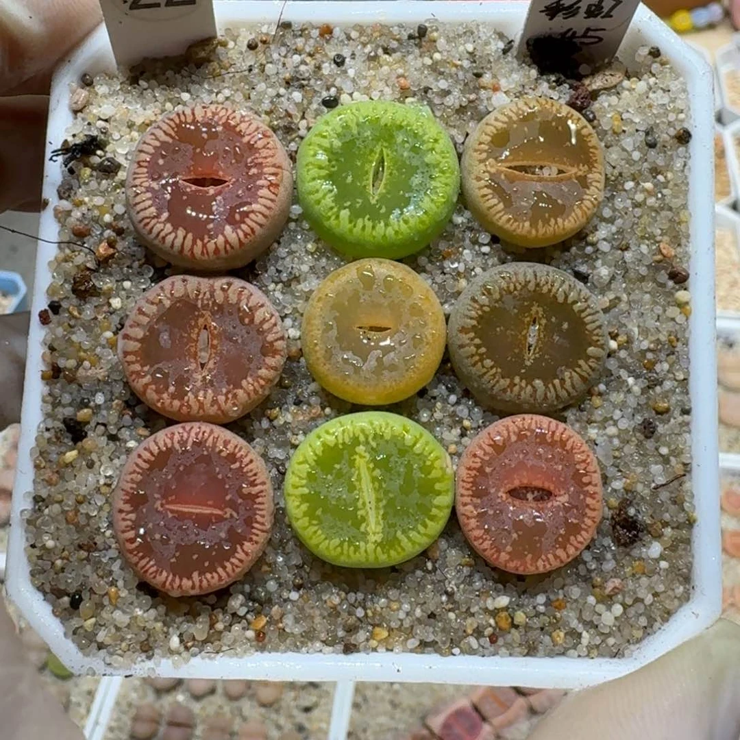 ?****? 0120-15盆盆盆